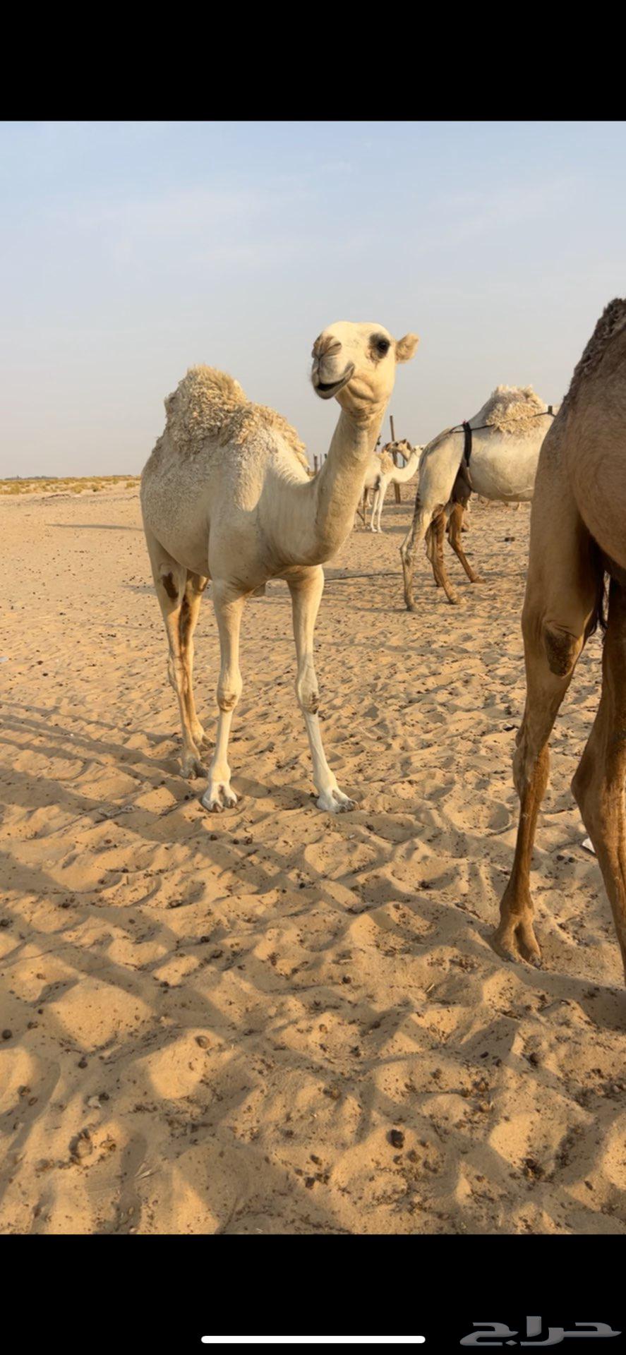 بكره باتليه64374097823873110