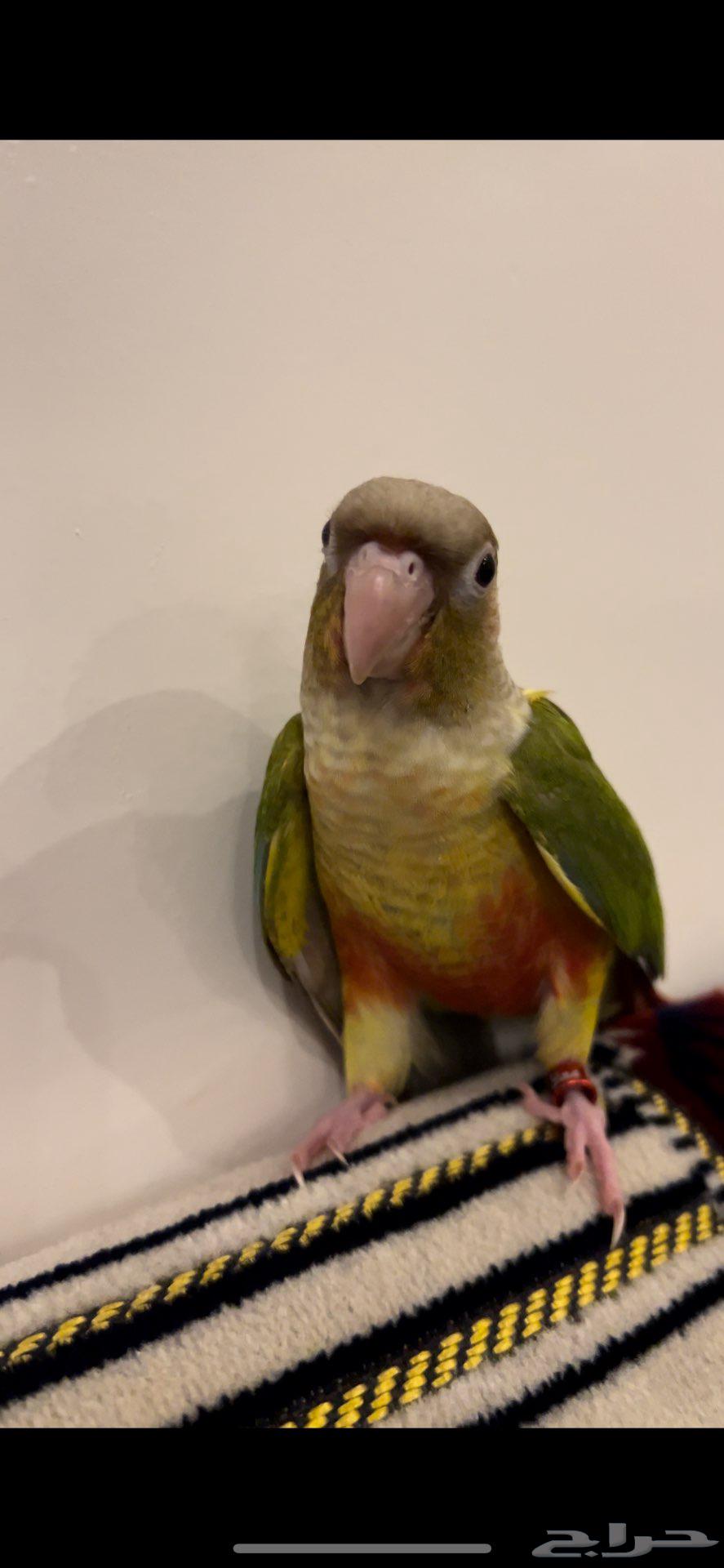 كنيور للبيع64378600840834112