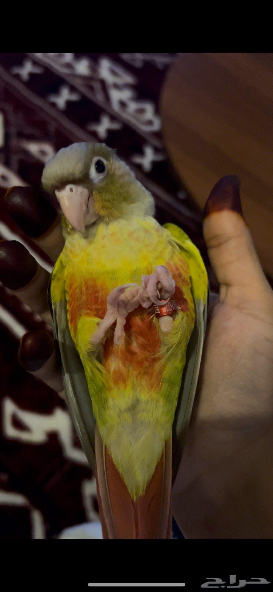 كنيور للبيع64378600840834113