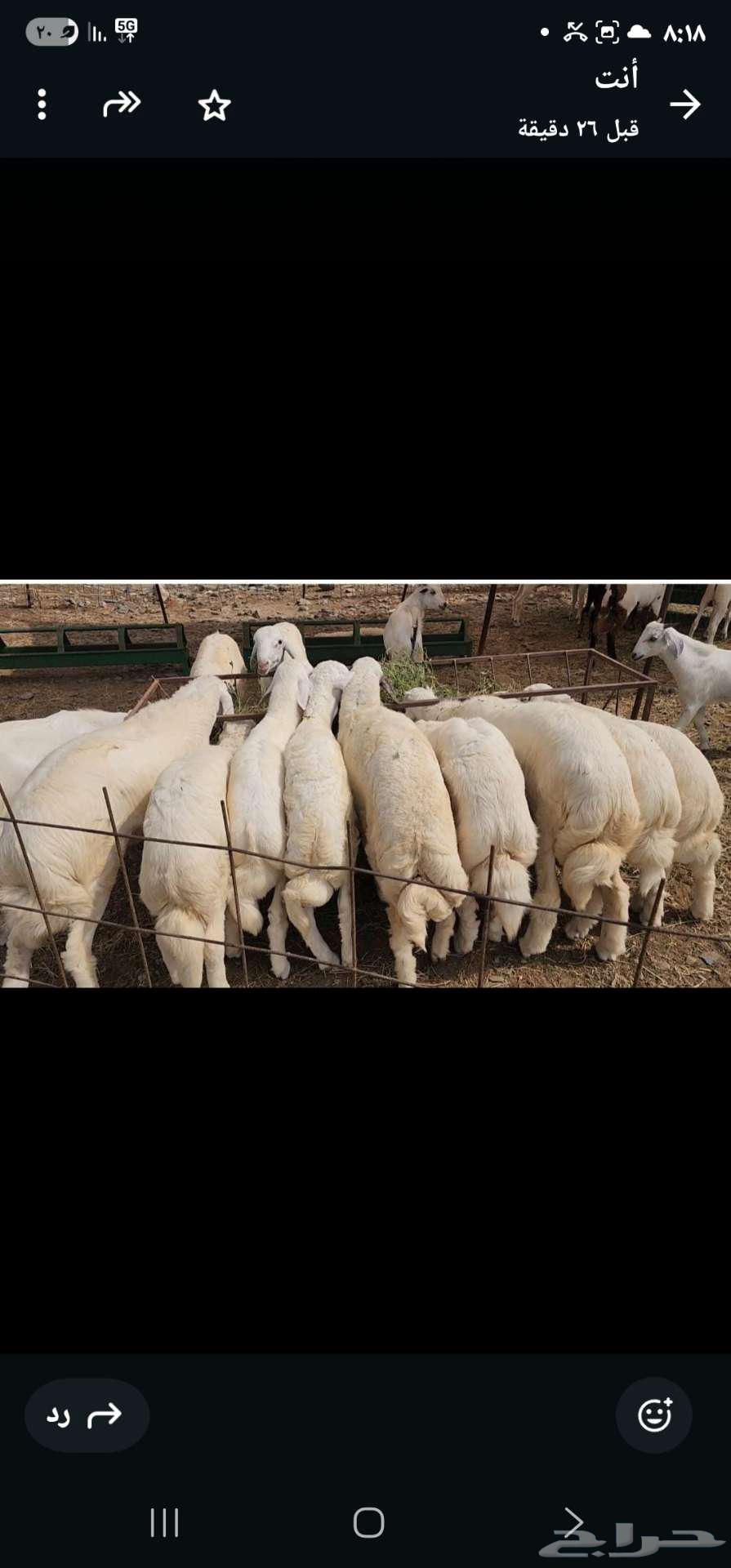 طليان للبيع64374230149507110