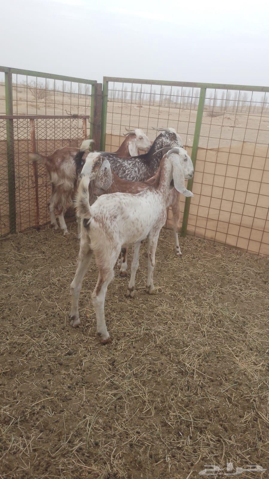 جفار فرصة الي بيقنى64365203402499110