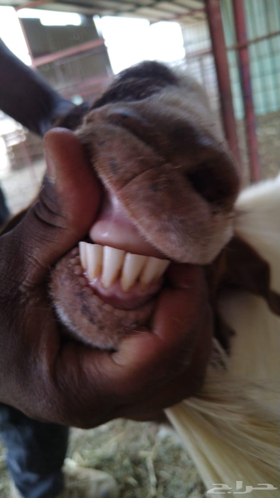 تيس بورقوت بيور64370231417985110