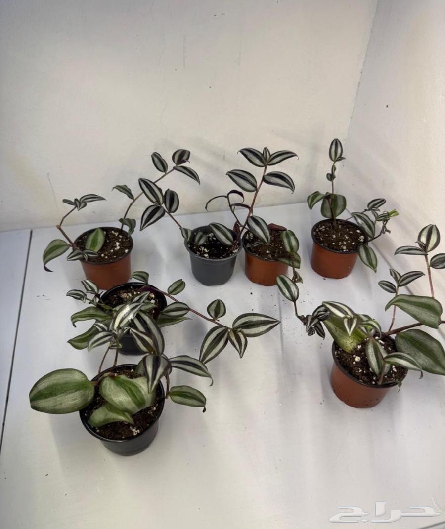 نبات داخلي المحكلة64372623961217110