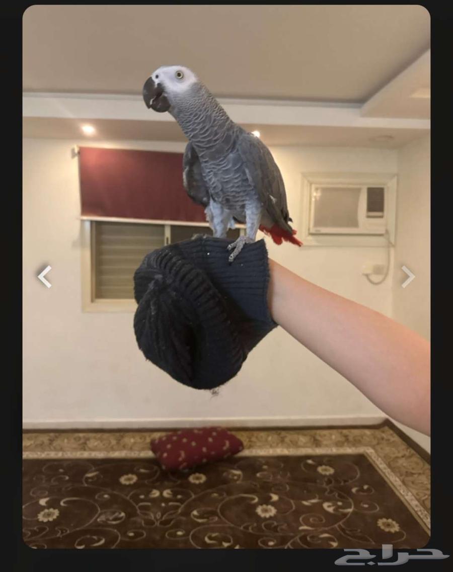 Elf Talking Helmet64370842089089112