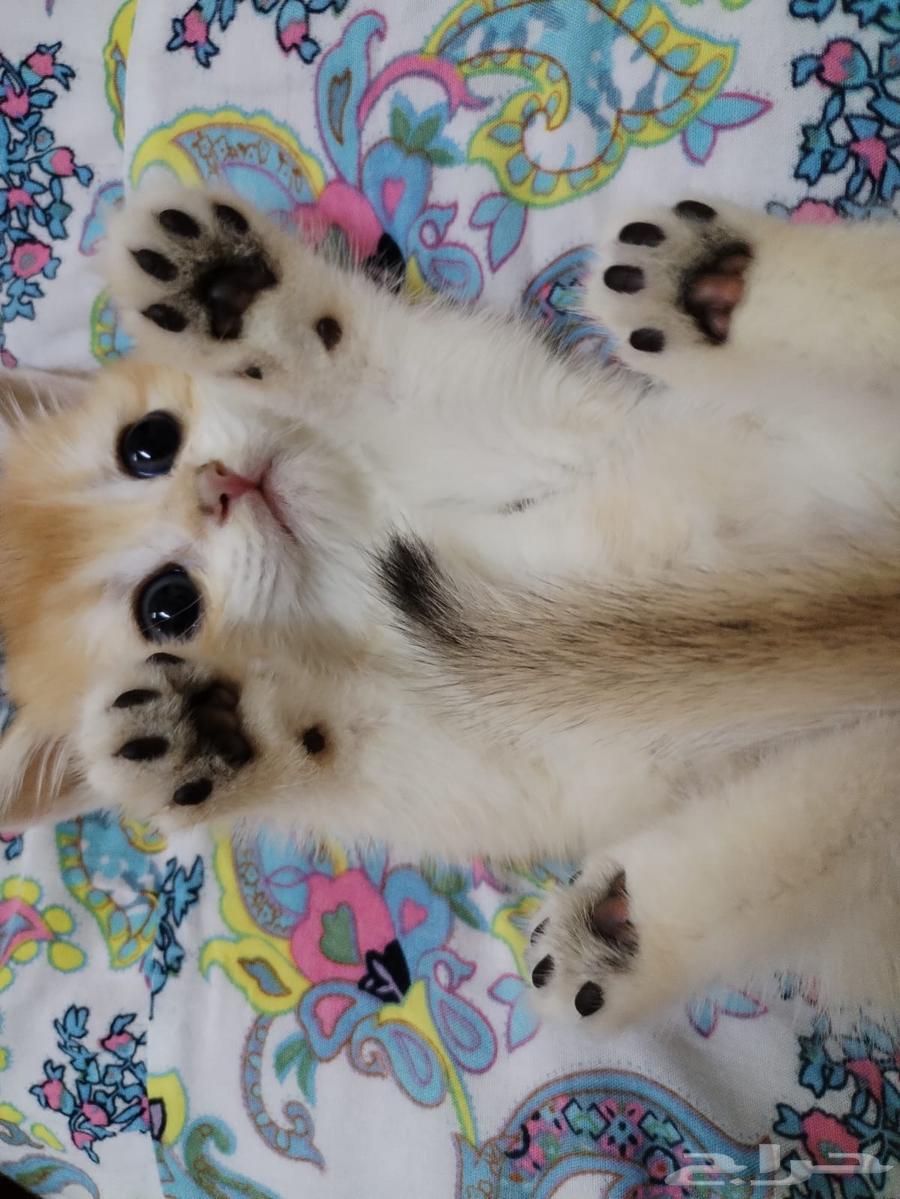 قطط سكوتش جولد بيور فولد وستريت للبيع والحجز64362119936258111