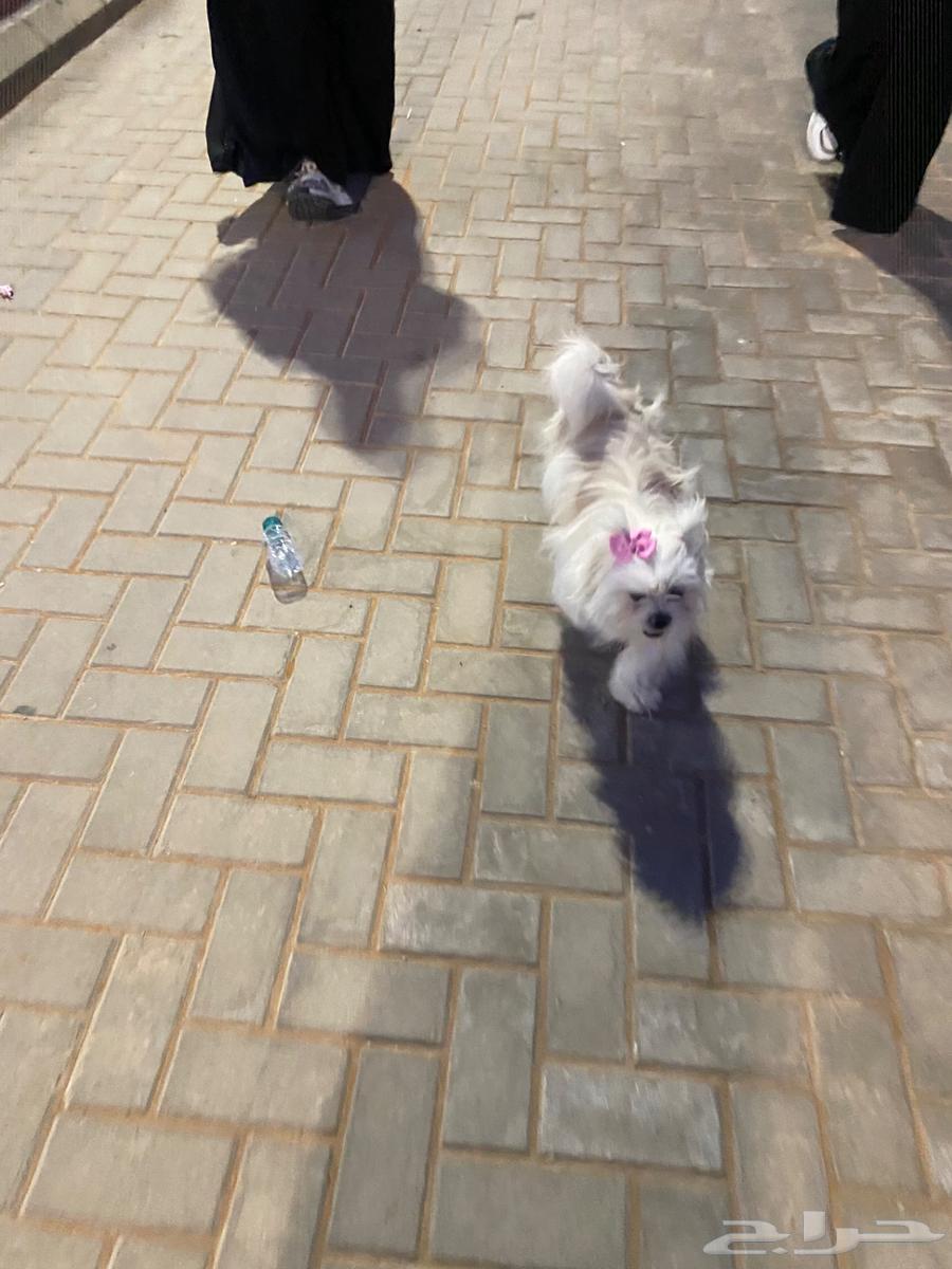 عرض مايتفوت الحق كلب مالتيز بسعر مميز64365469433473111