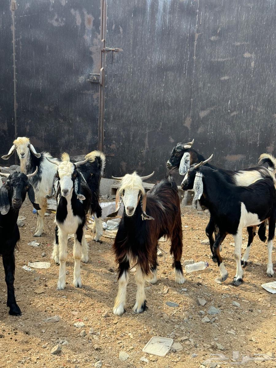 تيوس سودانيه مرابي 3 شهور64365938488193111