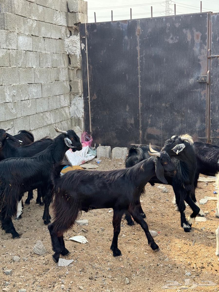 تيوس سودانيه مرابي 3 شهور64365938488193110