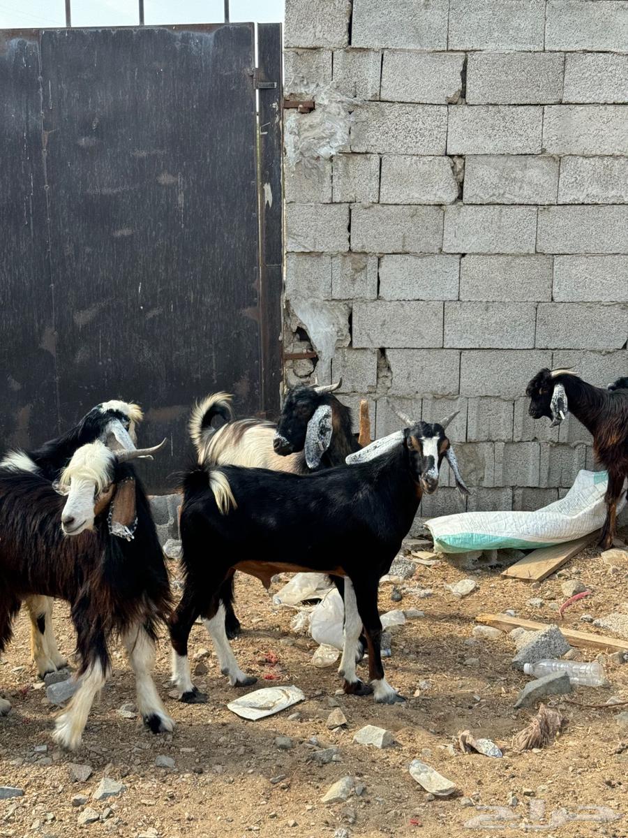 تيوس سودانيه مرابي 3 شهور64365938488193113