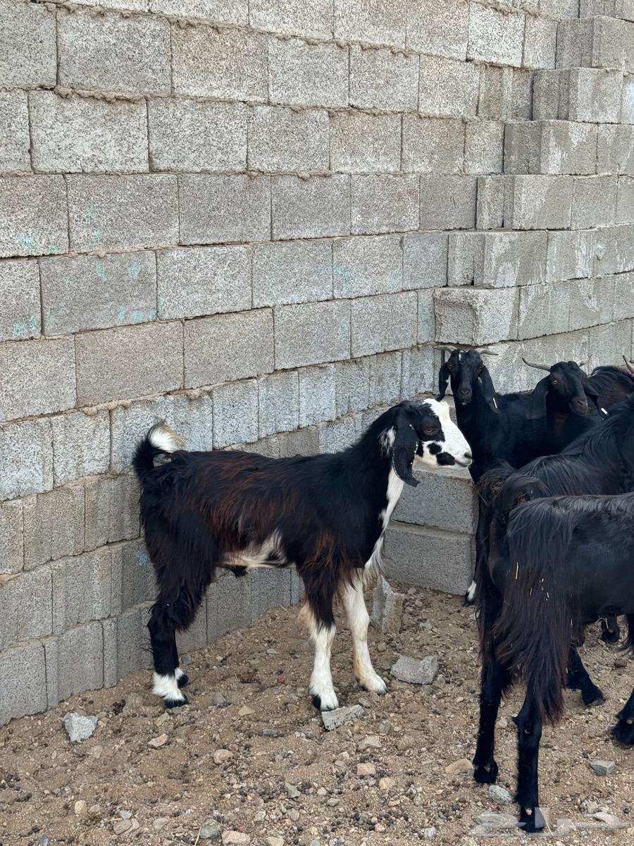 تيوس سودانيه مرابي 3 شهور64365938488193114