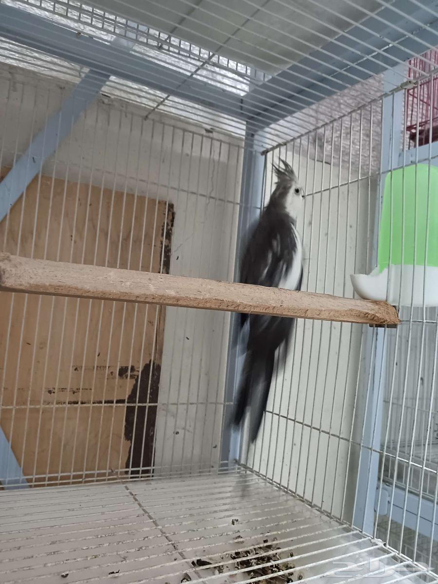 ذكور كوكاتيل كروان منتجين64365953033987112