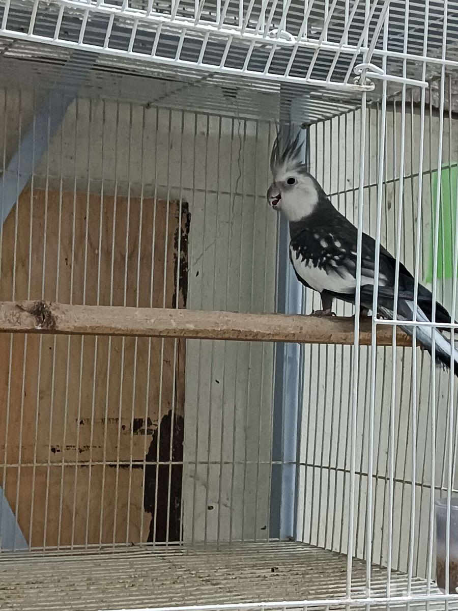 ذكور كوكاتيل كروان منتجين64365953033987113