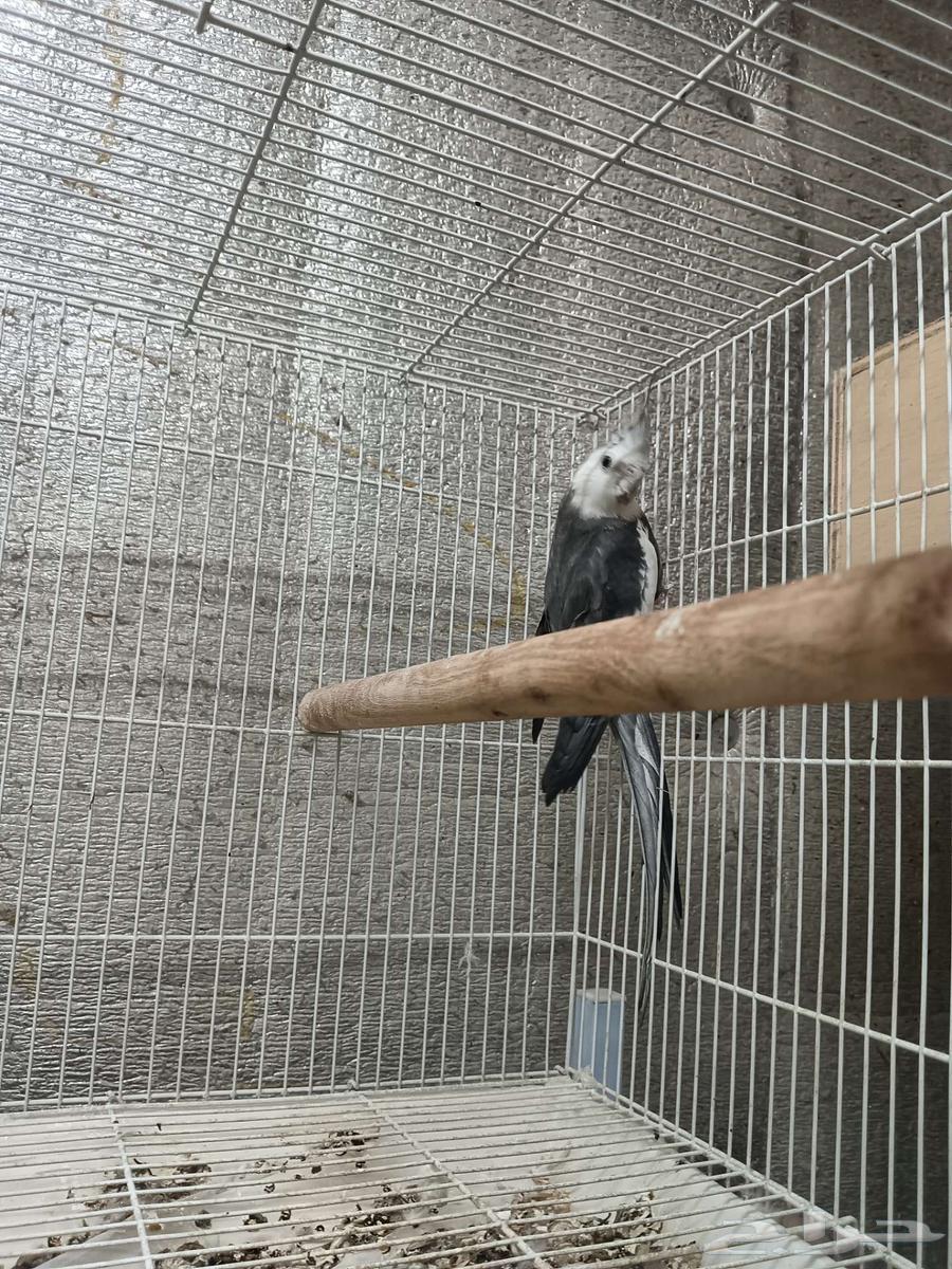 ذكور كوكاتيل كروان منتجين64365953033987110