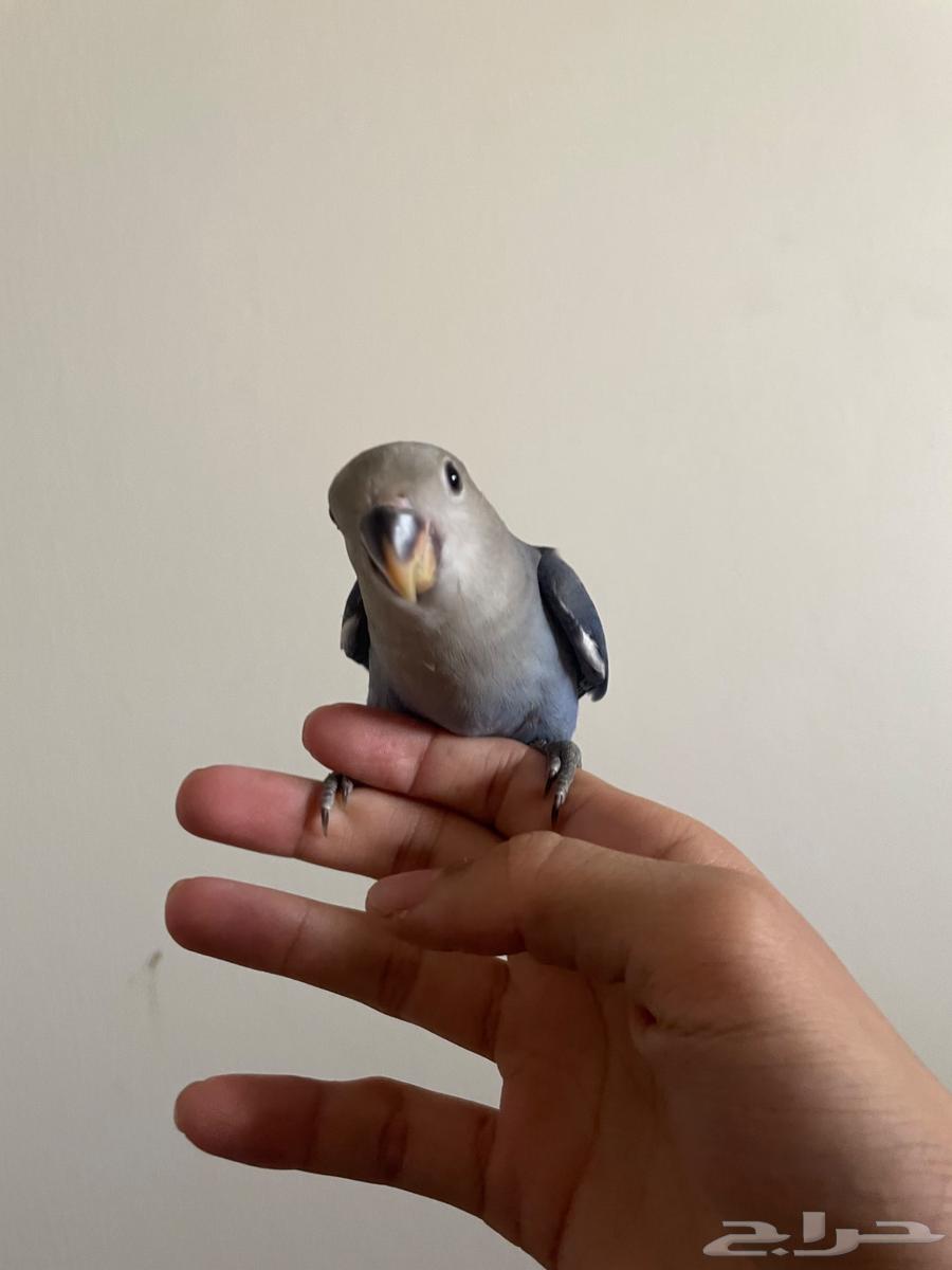 Farkh Ruz, weaned64366380613890111