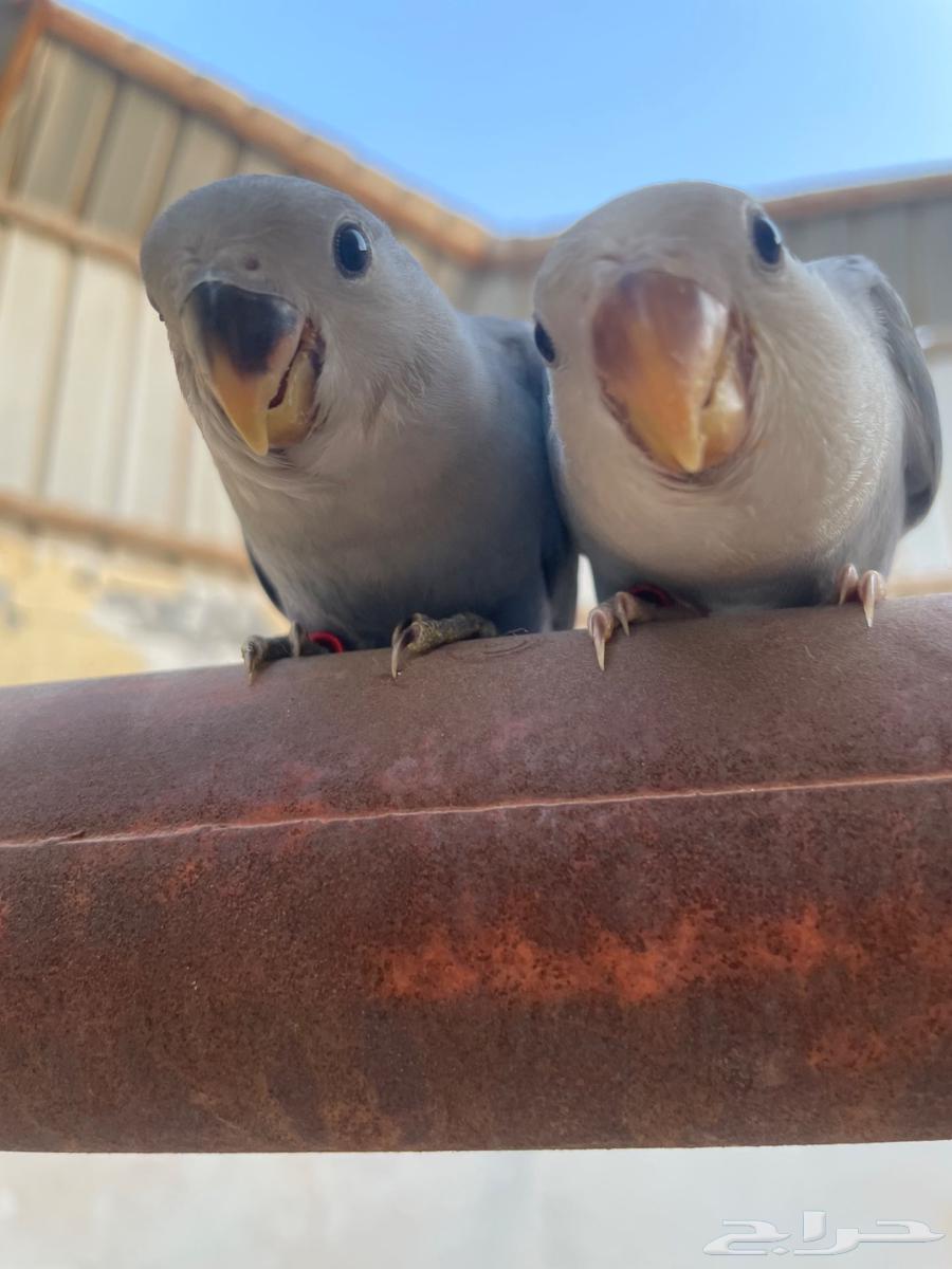 Farkh Ruz, weaned64366380613890110