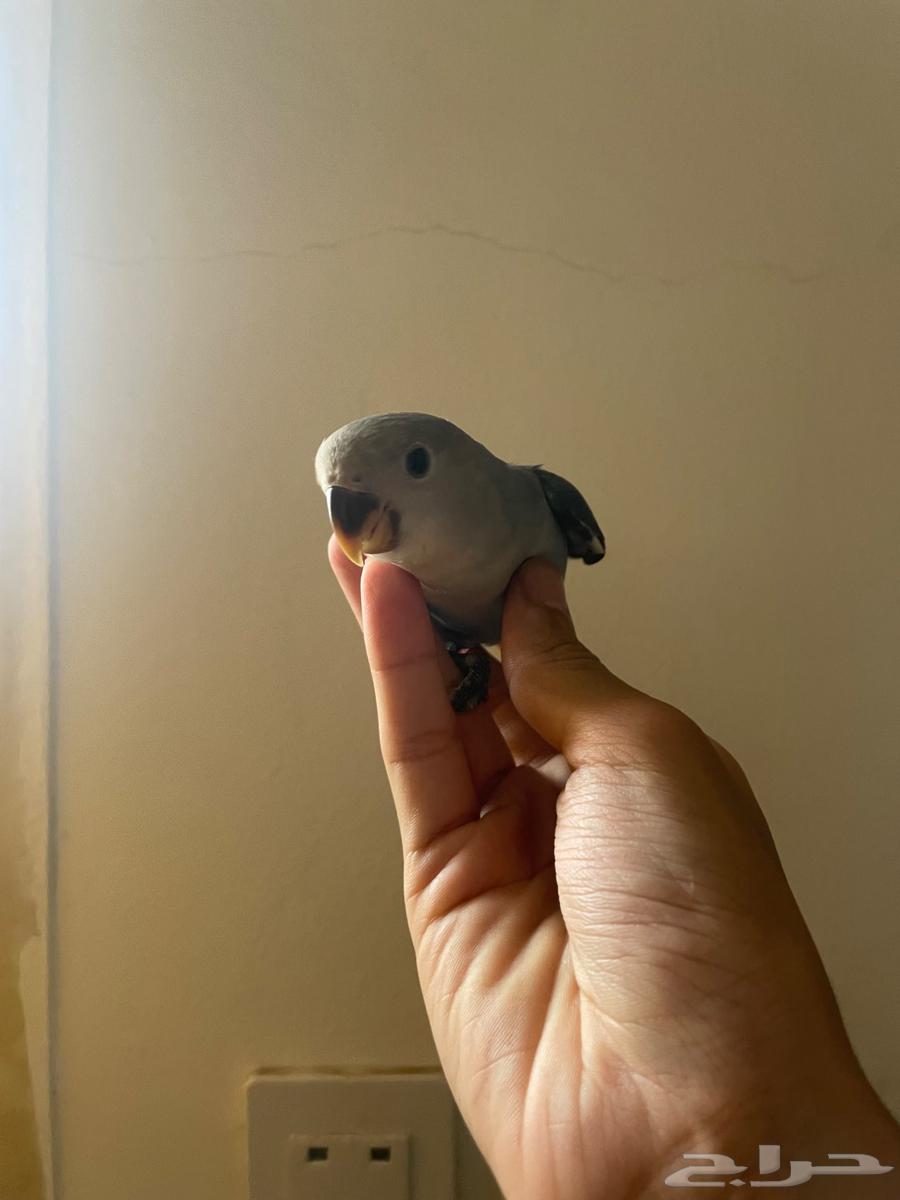 Farkh Ruz, weaned64366380613890112