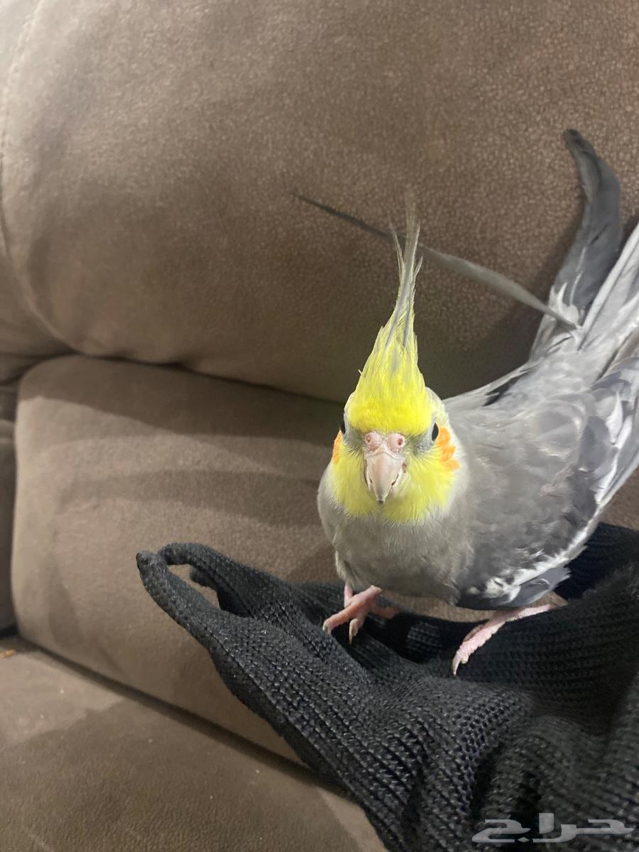 ببغاء كروان انثى للبيع64366732192898110