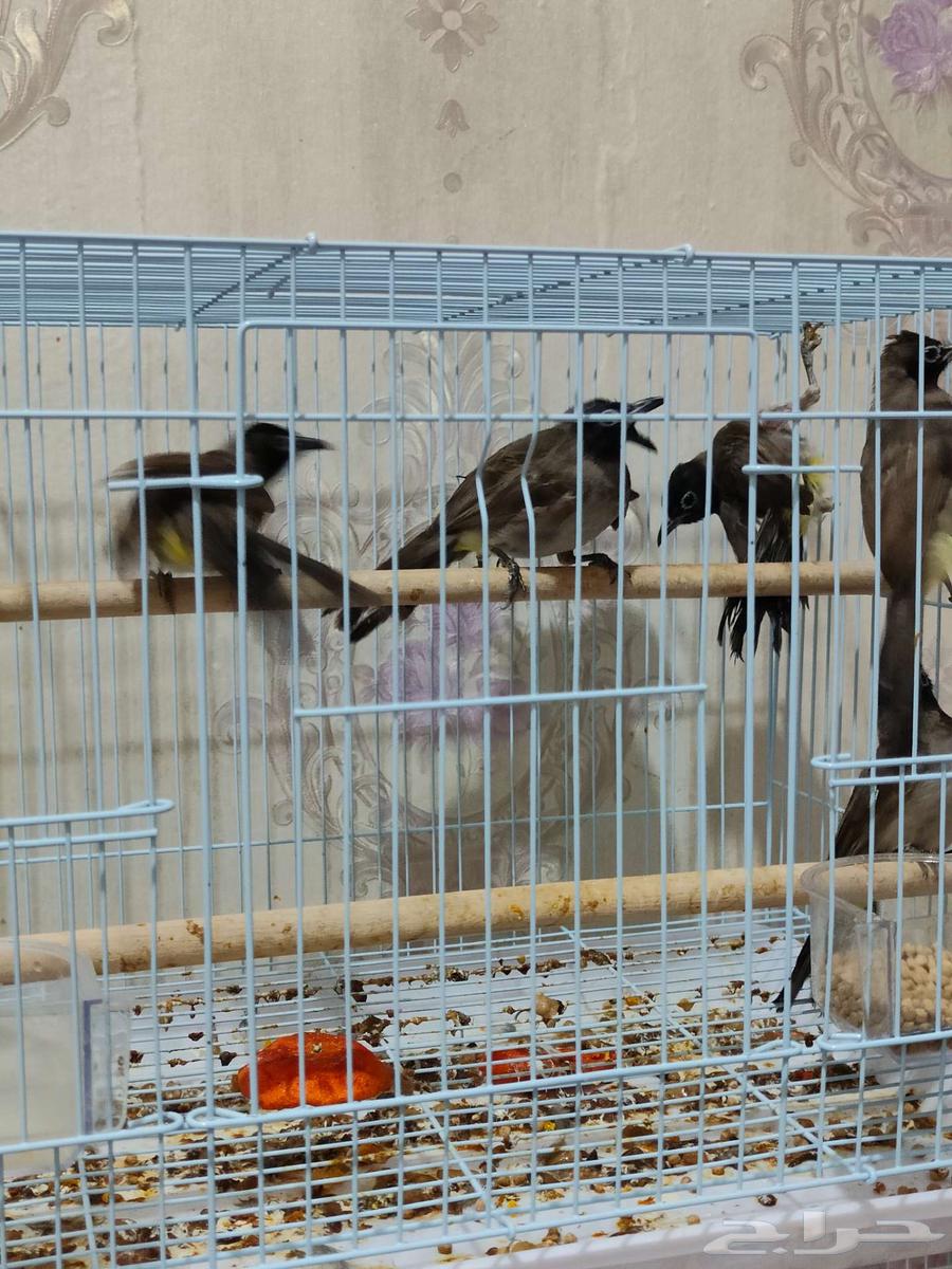 بلبل سوري الاحساء64366967441155111