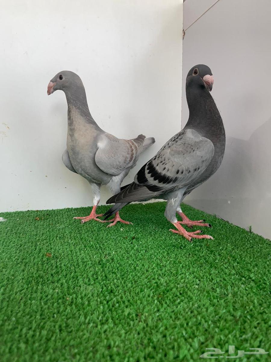 هومر رديوس وحامل لمون64367303712641113