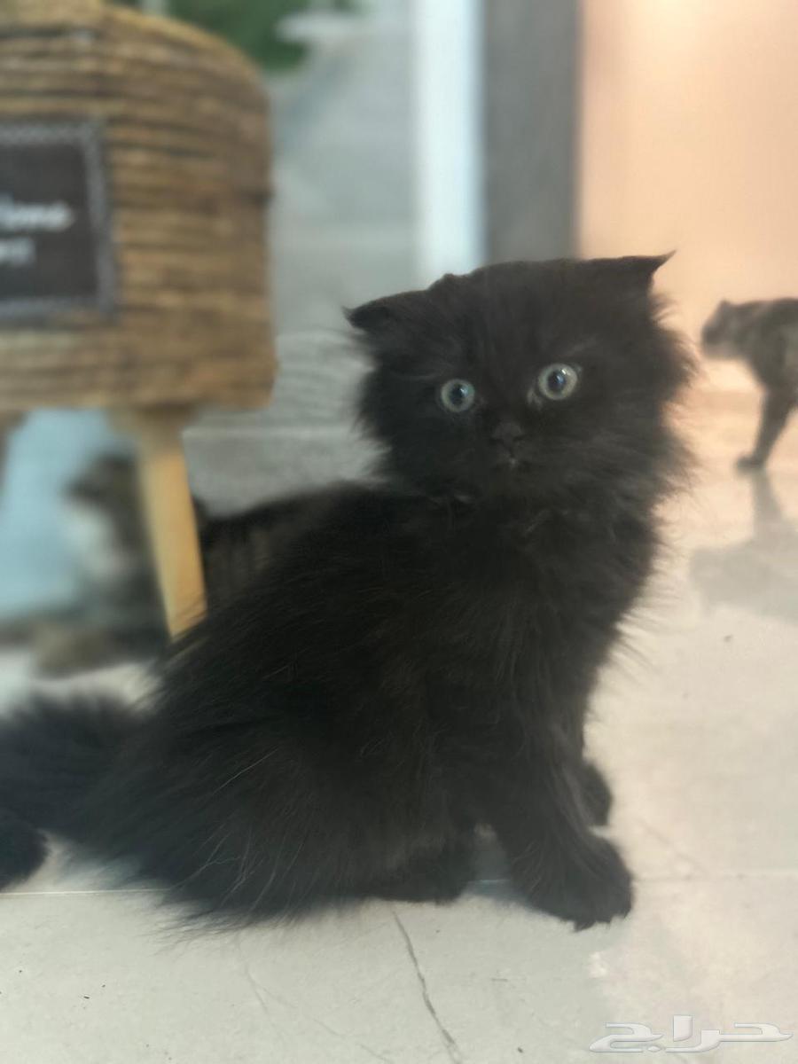 كيتن للبيع64367974385409110