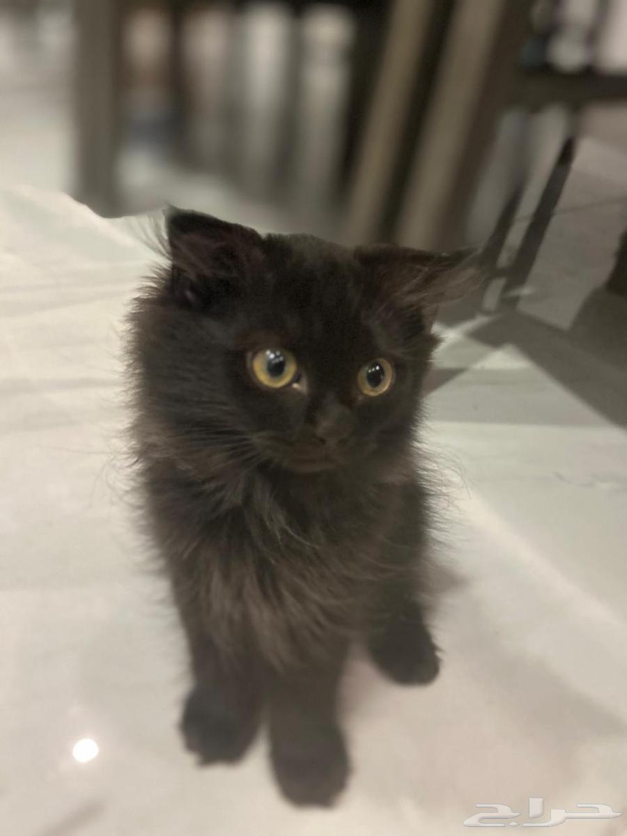 كيتن للبيع64367974385409112