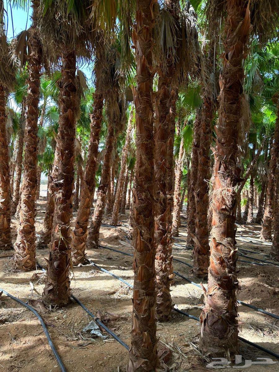 نخل واشنطني للبيع64444876428547112