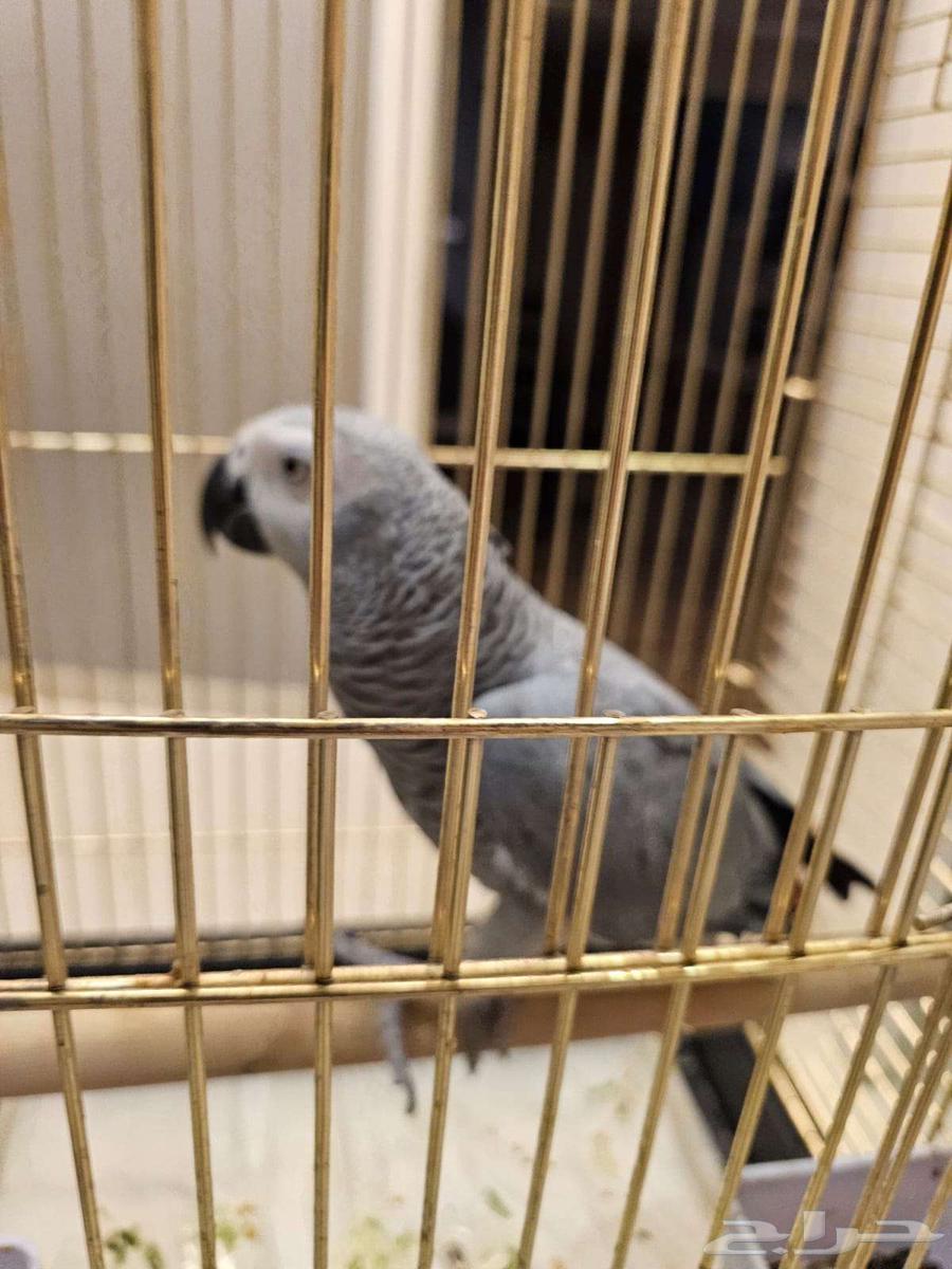 Super Jumbo Casco Light Color64369455017218111