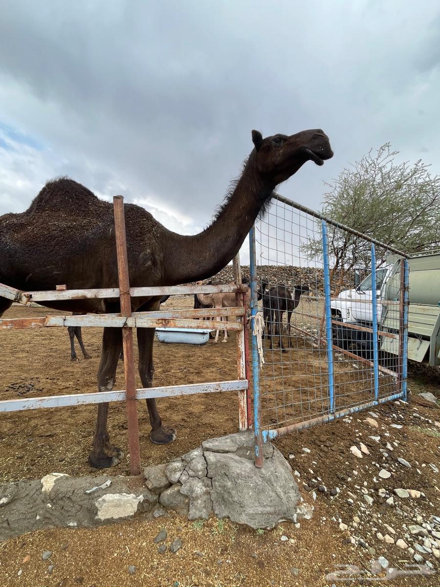 ثنيه طفاح وفوق البداوه64378484196355110