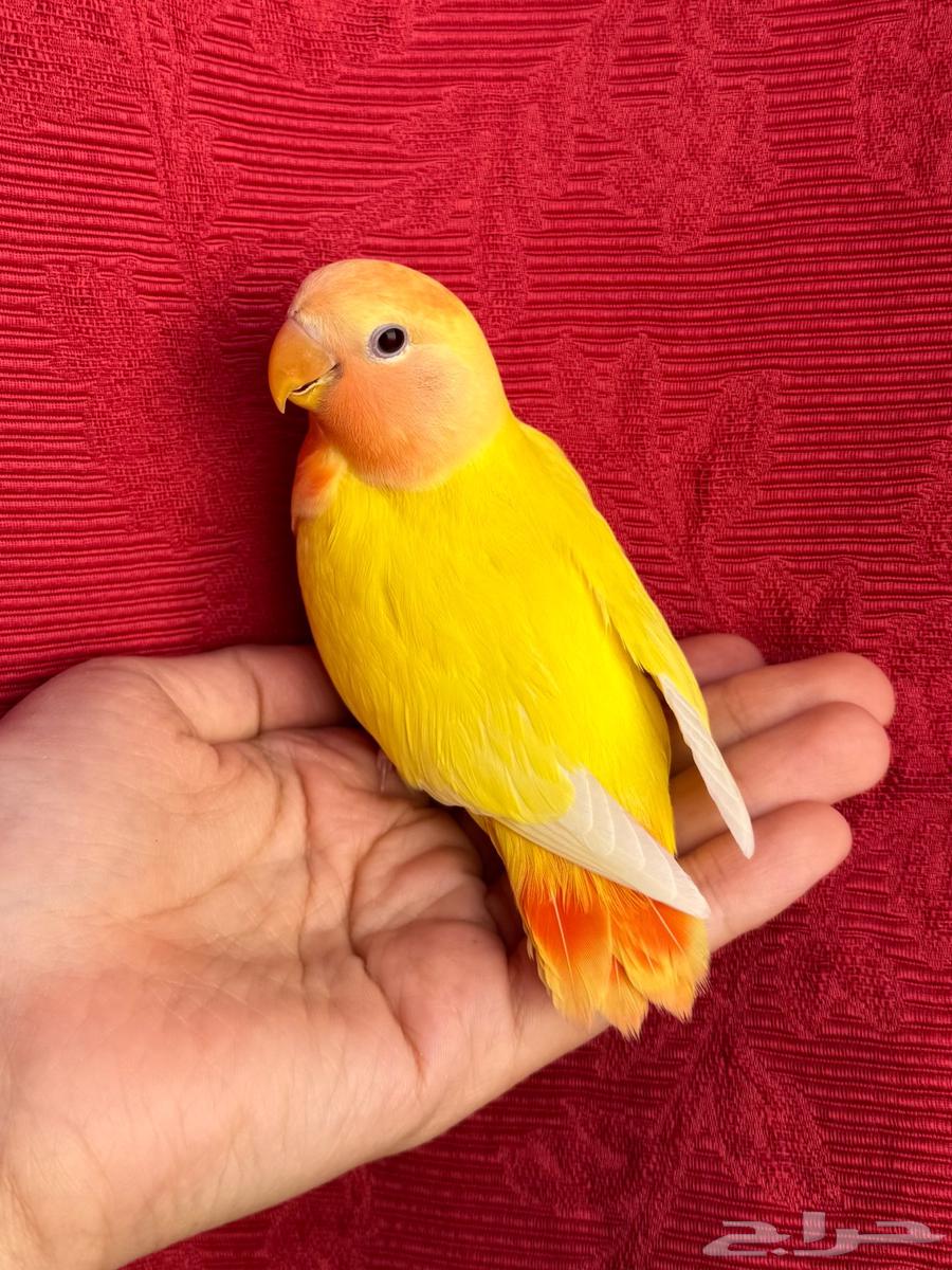 (( الله يبارك تم البيع )) طير روز اليف هدد نشبهه مناسب64369571793026112