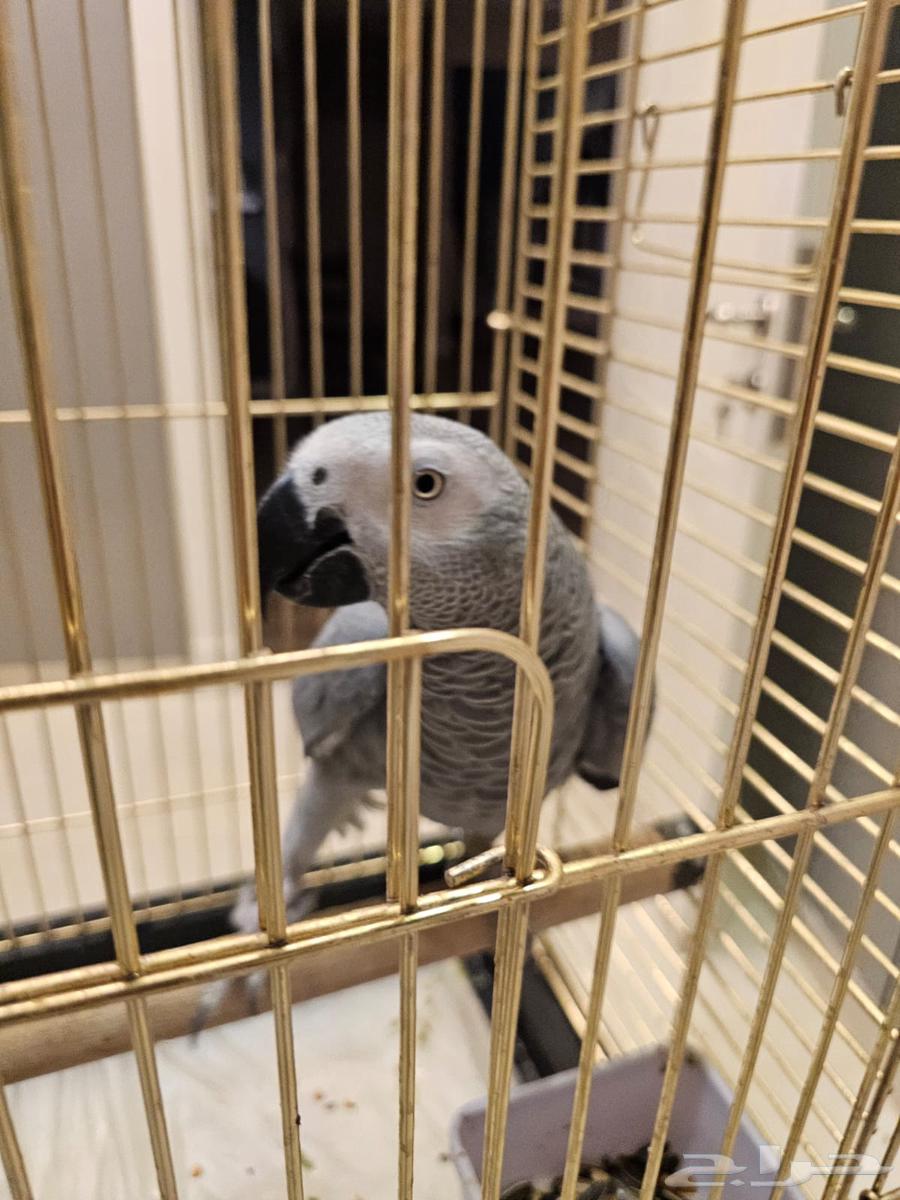 Super Jumbo Casco Light Color64369455017218110