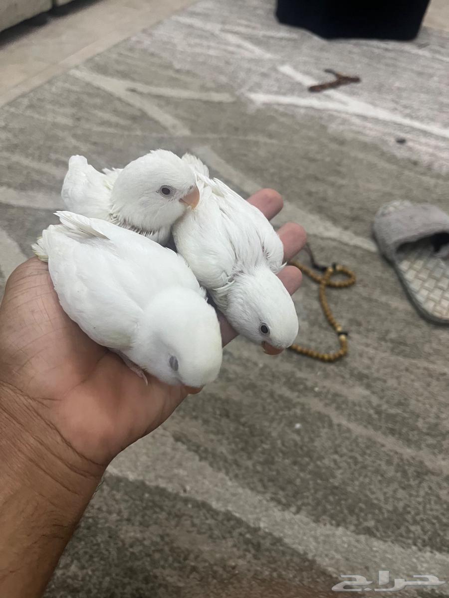 عدد اثنين فروخ زور البيون ابيض  العر شهر مفطومه من الغر64370047854209110