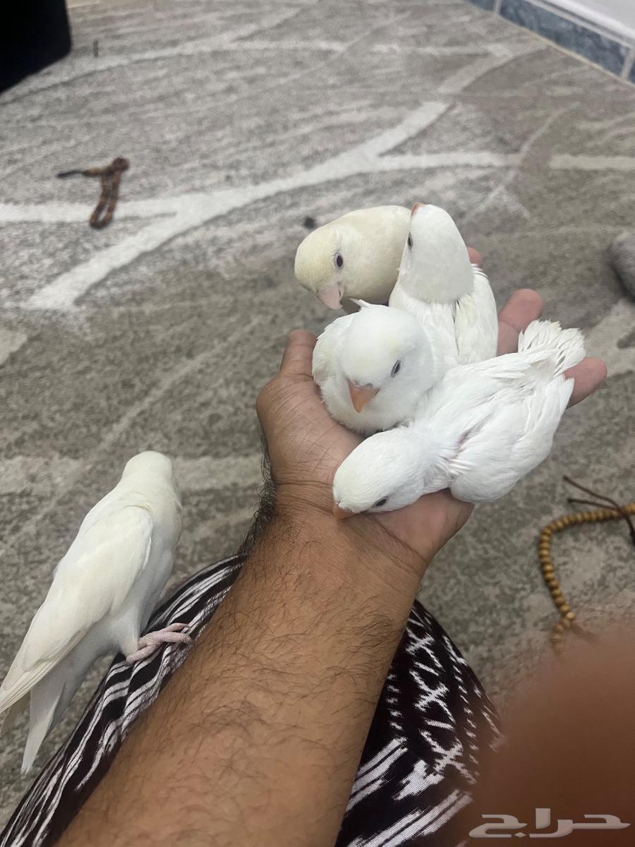 عدد اثنين فروخ زور البيون ابيض  العر شهر مفطومه من الغر64370047854209111