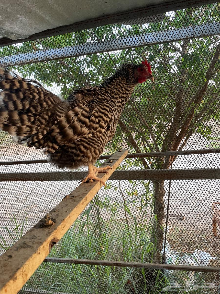 دجاج امروك للبيع64370280162561111