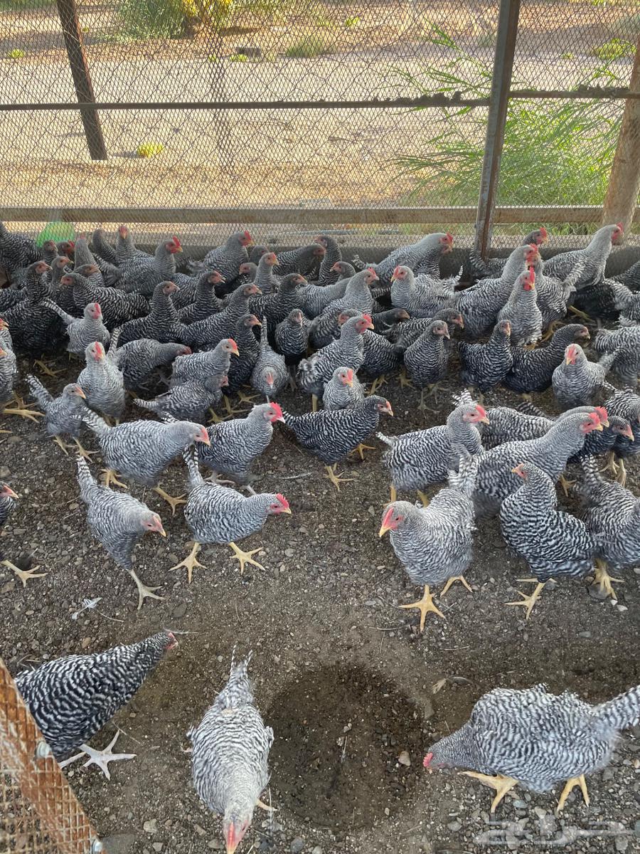 دجاج امروك للبيع64370280162561112