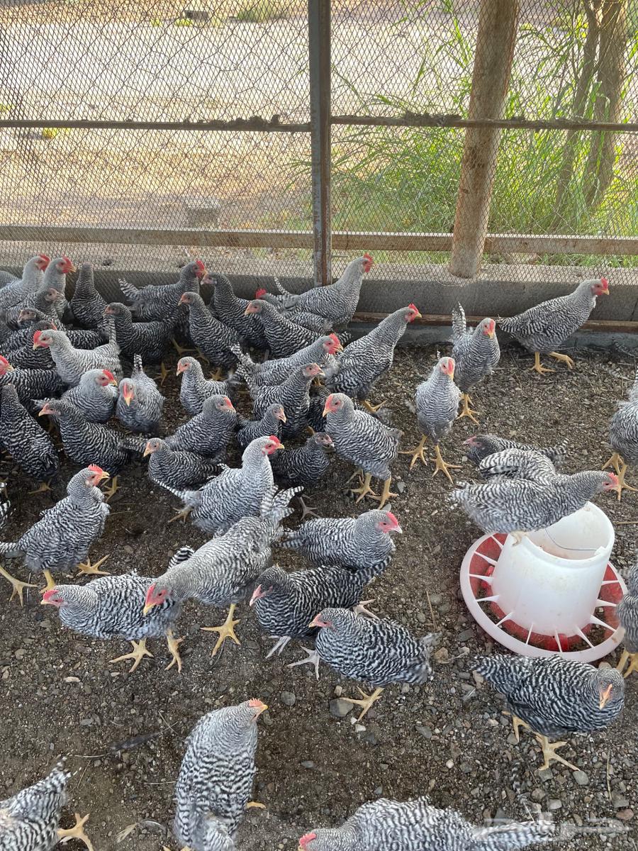 دجاج امروك للبيع64370280162561110