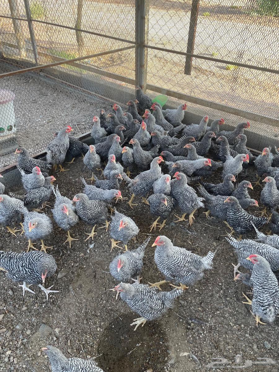 دجاج امروك للبيع64370280162561113