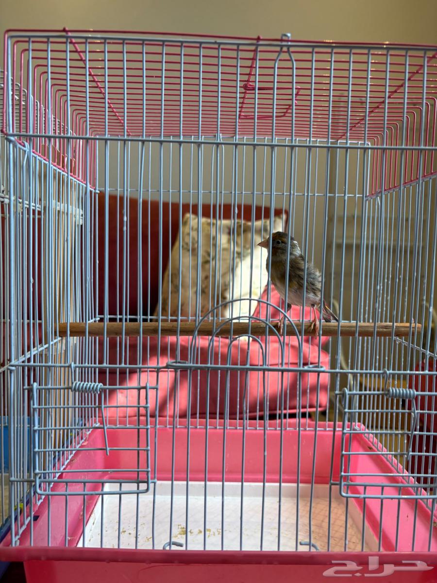 تصفية طيور بسعر مميز64370943735553114