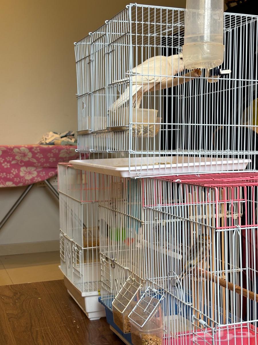 تصفية طيور بسعر مميز64370943735553111