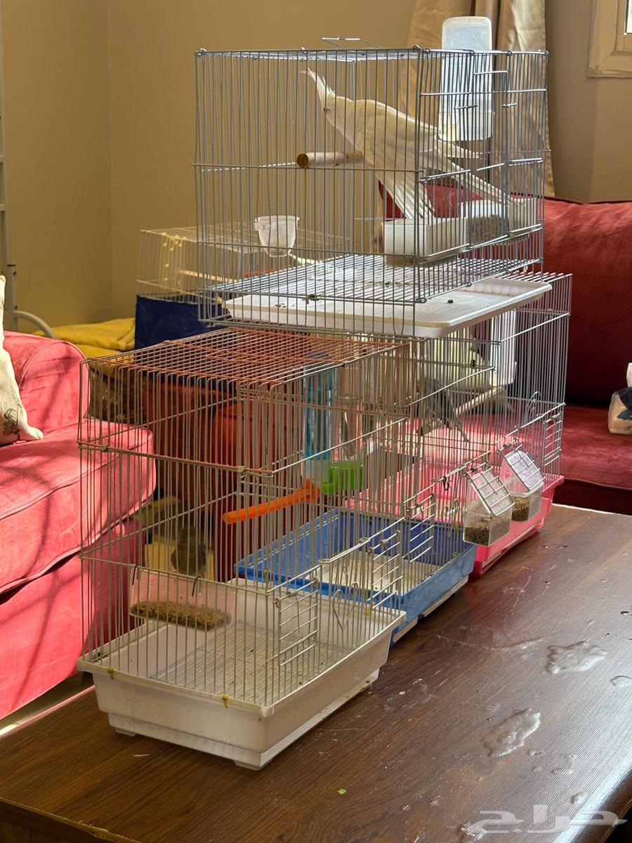 تصفية طيور بسعر مميز64370943735553110