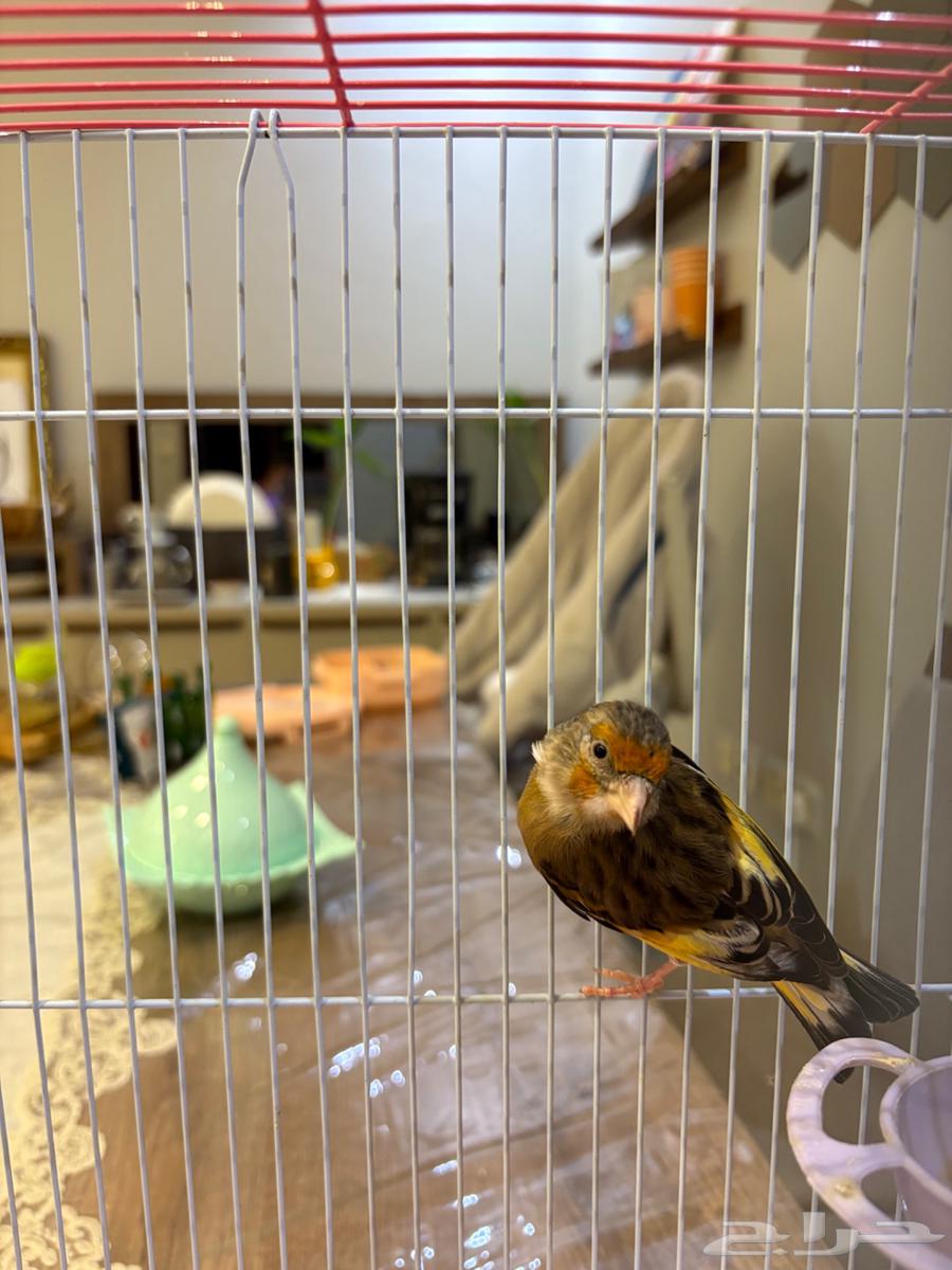 تصفية طيور بسعر مميز64370943735553113