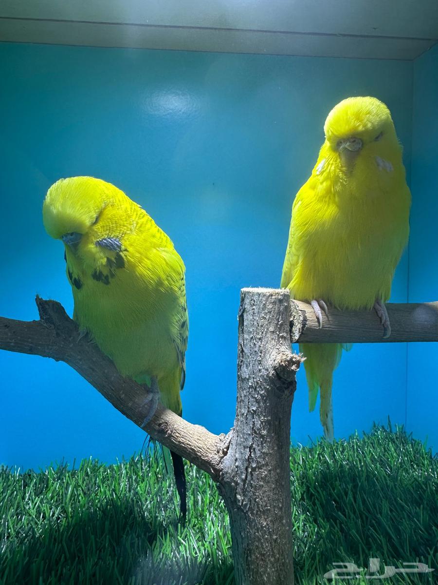 زوجين بادجي انجليزي لاتينو64370713074819113