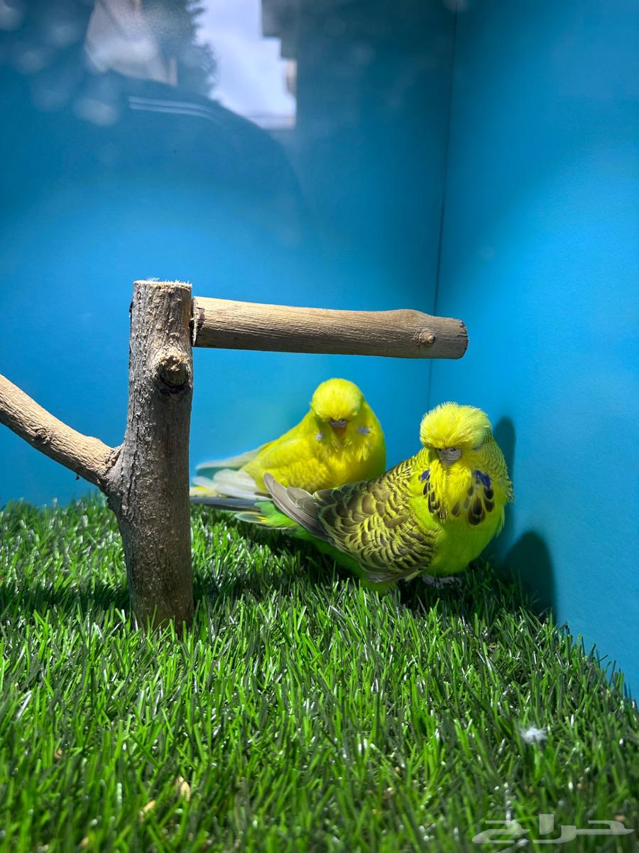 زوجين بادجي انجليزي لاتينو64370713074819112