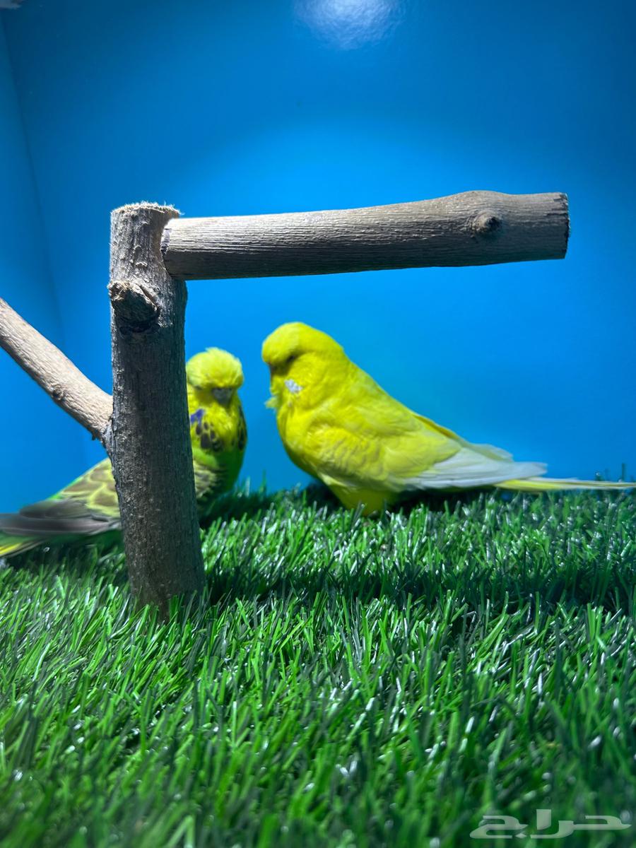 زوجين بادجي انجليزي لاتينو64370713074819111