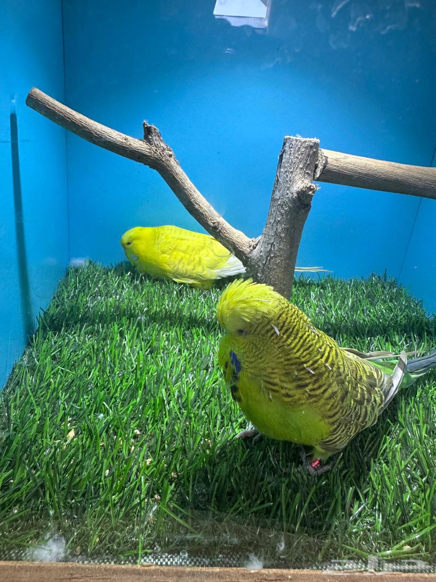 زوجين بادجي انجليزي لاتينو64370713074819110