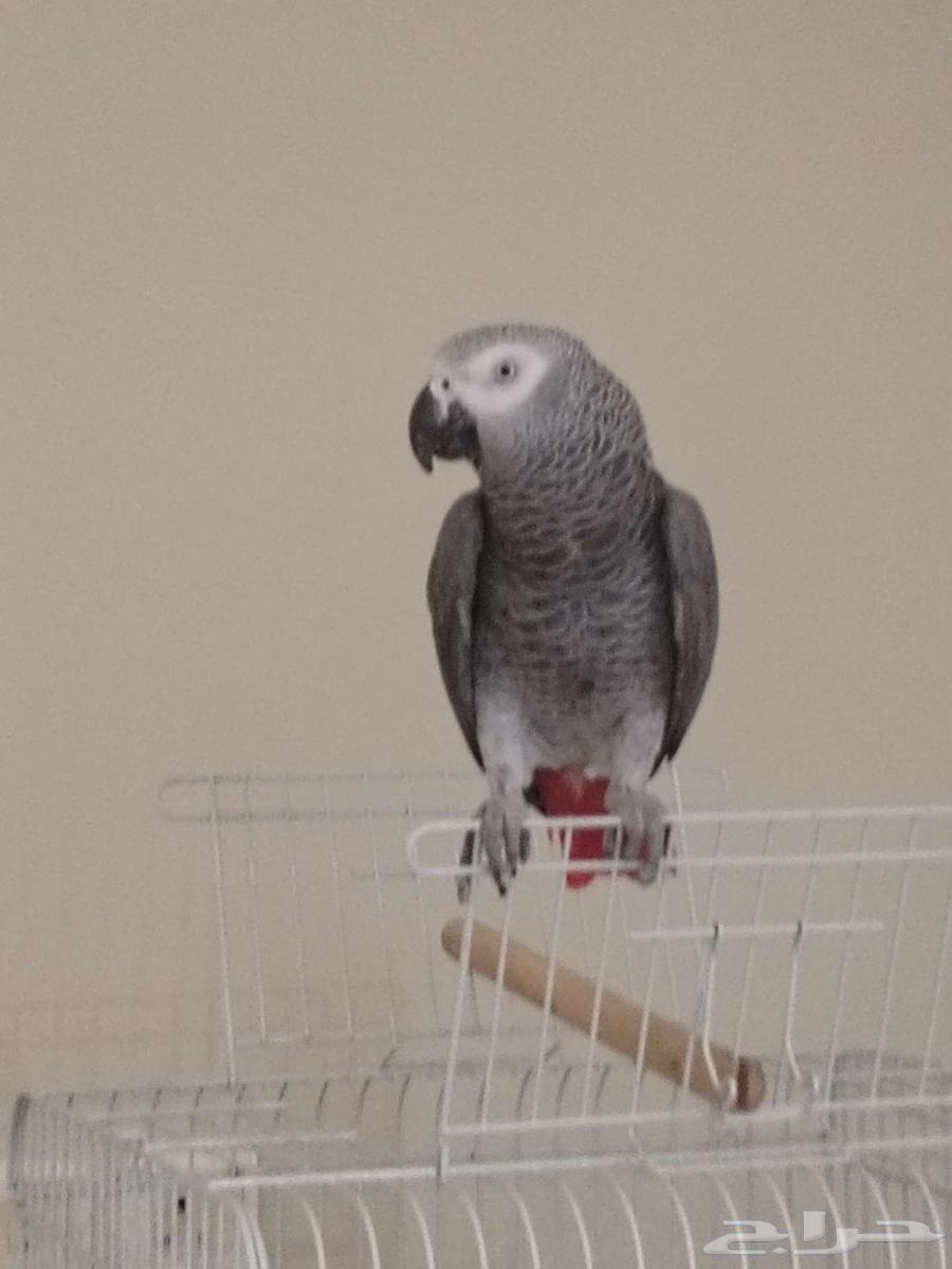 Elf Talking Helmet64370842089089111