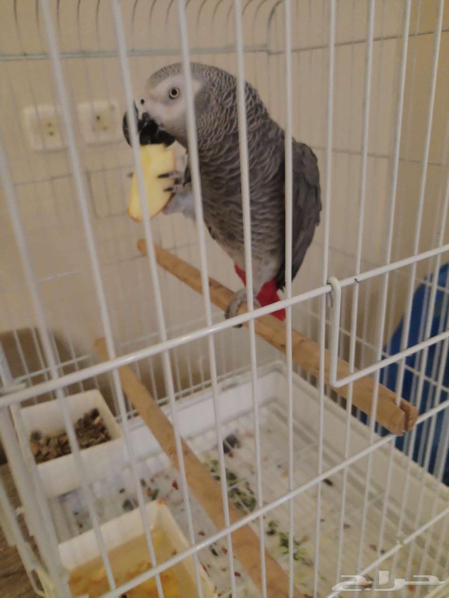 Elf Talking Helmet64370842089089110