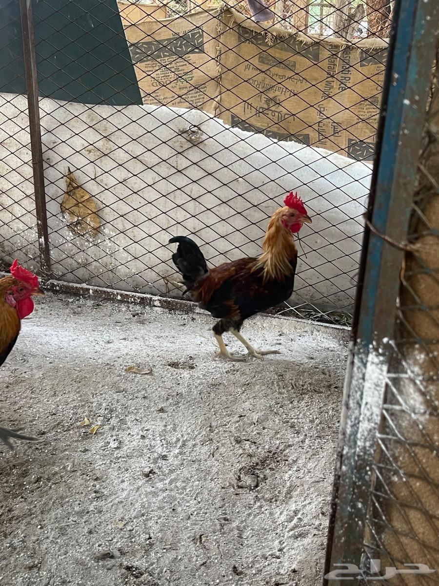 ديوك عربي للبيع64371001673218111