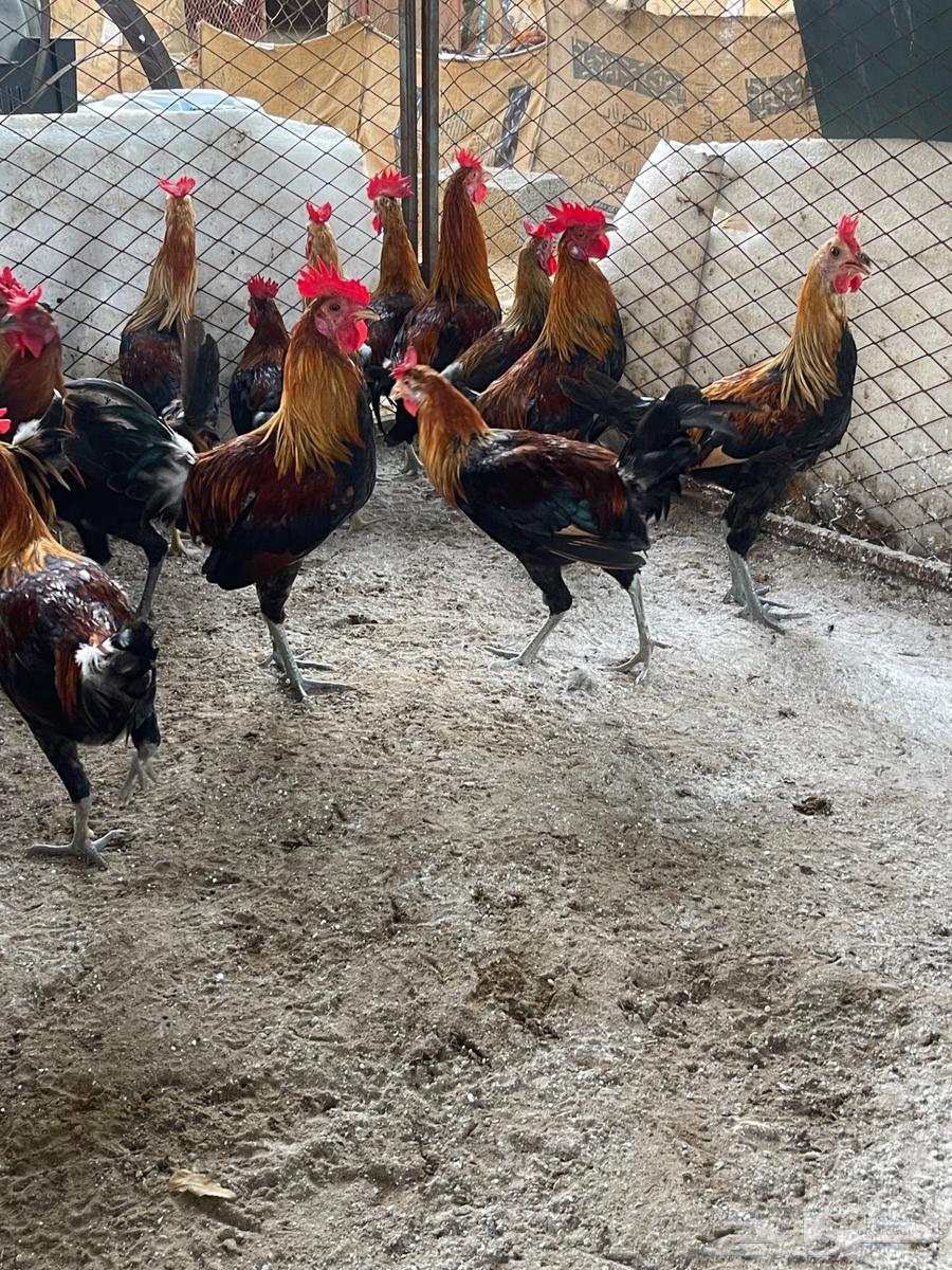 ديوك عربي للبيع64371001673218112