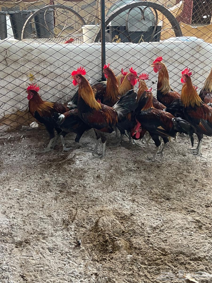 ديوك عربي للبيع64371001673218114