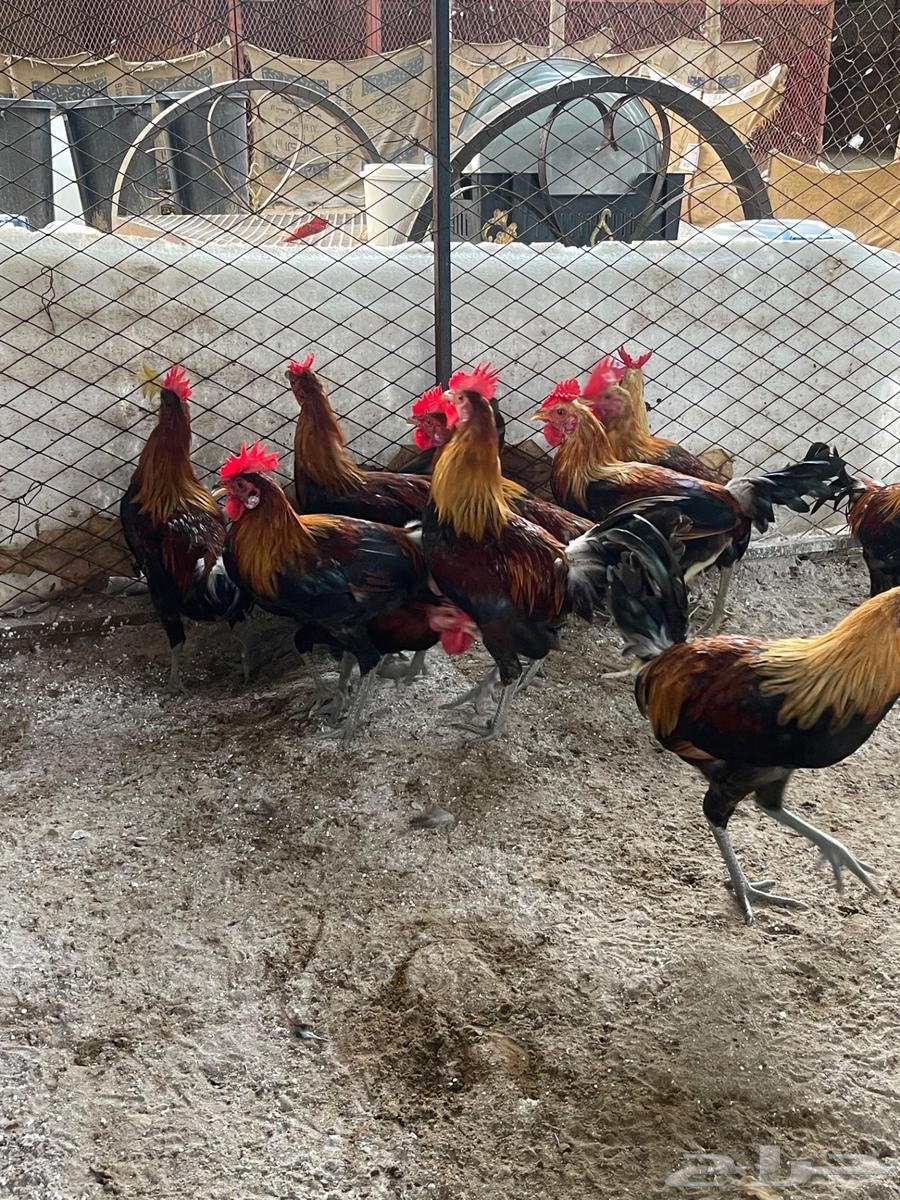 ديوك عربي للبيع64371001673218113